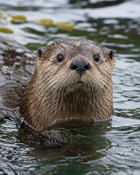 Otter-Zentrum Hankensbüttel