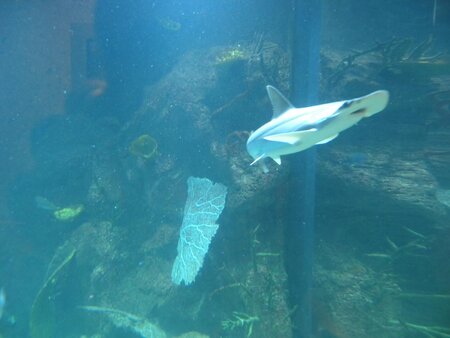 Haus Des Meeres Zoo