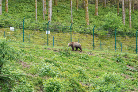 Alternativer Wolf- und Bärenpark Schwarzwald
