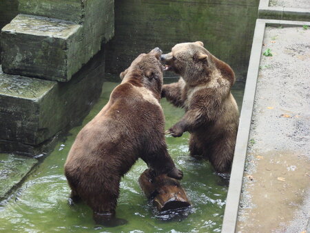 BärenPark