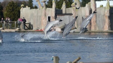 Dolfinarium