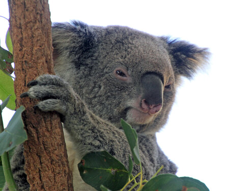 WILD LIFE Sydney Zoo