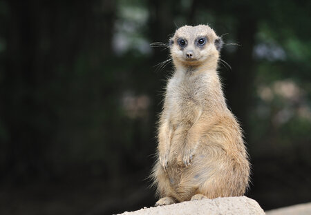 Osnabrück Zoo