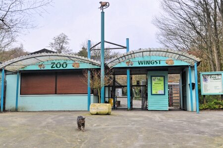 Wingster Waldzoo
